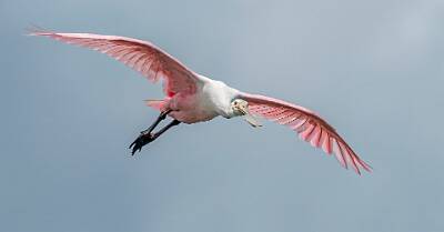 29: Murrells_2025-217