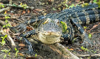 32: Murrells_2025-220