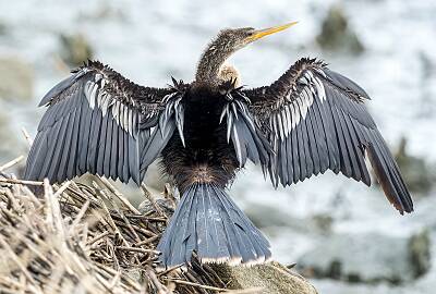 33: Murrells_2025-223