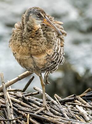 34: Murrells_2025-224