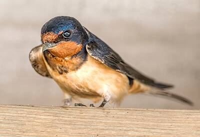 35: Murrells_2025-225