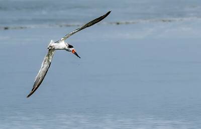 36: Murrells_2025-226