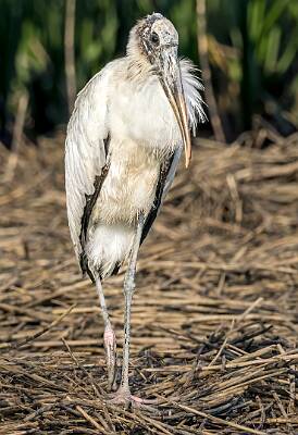 39: Murrells_2025-229