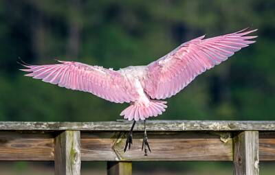 42: Murrells_2025-232