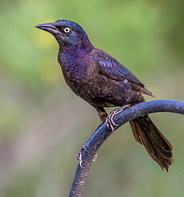 43: Murrells_2025-233