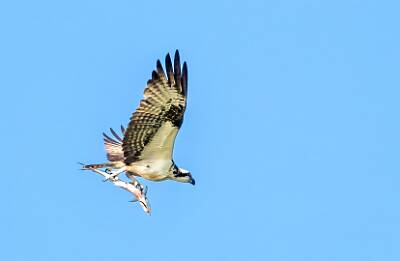 44: Murrells_2025-234