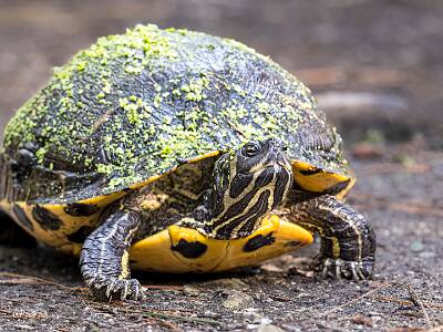 45: Murrells_2025-235