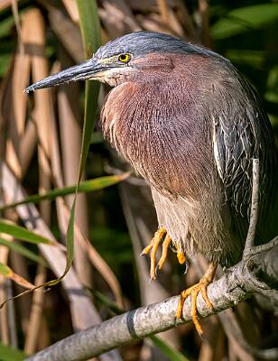 47: Murrells_2025-237