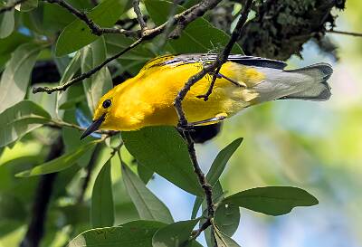 49: Murrells_2025-239