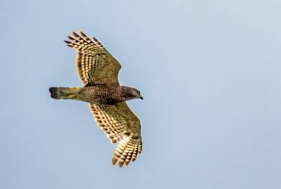 51: Murrells_2025-241