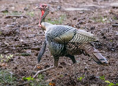 52: Murrells_2025-242