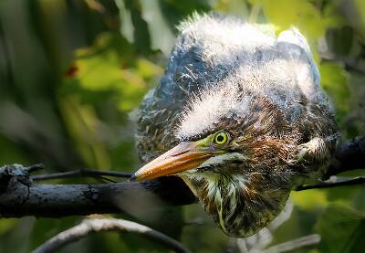 54: Murrells_2025-245