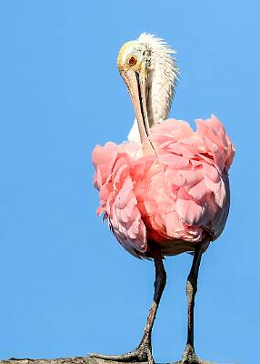 55: Murrells_2025-246