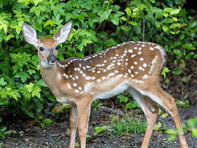 58: Murrells_2025-249