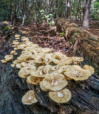 59: Murrells_2025-251