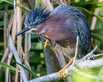 61: Murrells_2025-253