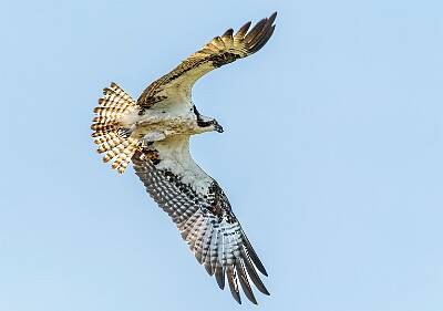 62: Murrells_2025-254