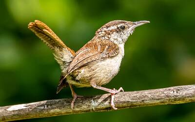 69: Murrells_2025-265