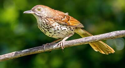 71: Murrells_2025-267