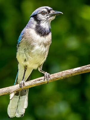 72: Murrells_2025-268