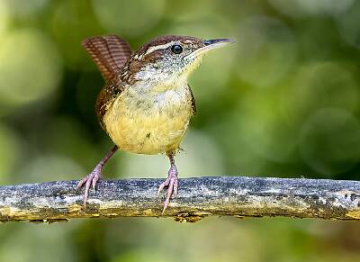 3: Murrells_2025-271