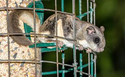 5: Murrells_2025-273