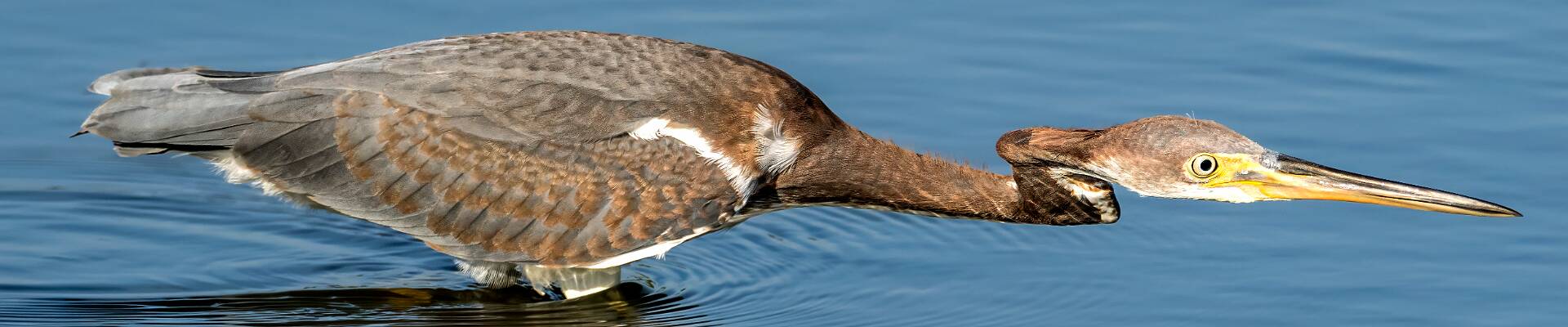 Click to show or hide the buttons