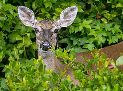 17: Murrells_2025-276