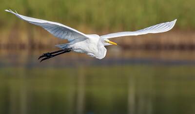 28: Murrells_2025-287