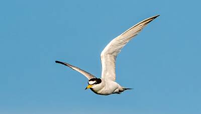 4: Murrells_2025-292