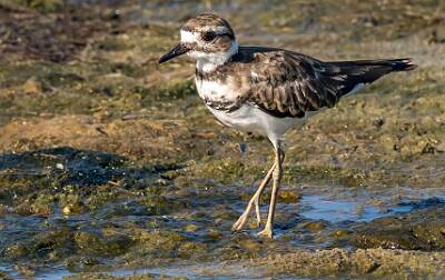 5: Murrells_2025-293