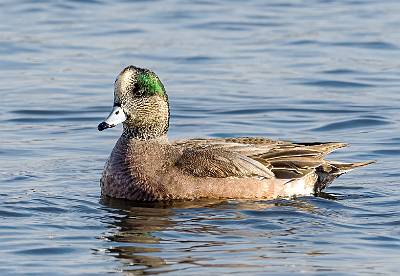 15: Duck - Green-winged Teal-1