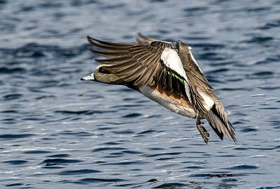 13: Duck - Green-winged Teal-2