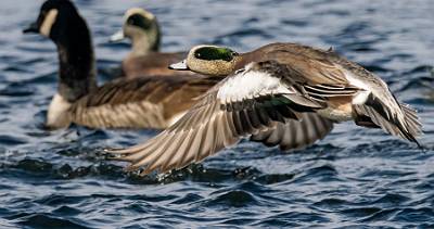 12: Duck - Green-winged Teal-3