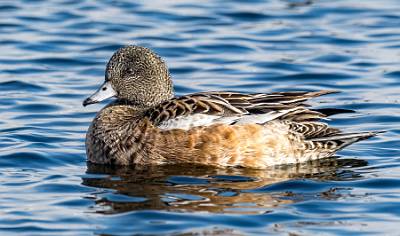 11: Duck - Green-winged Teal-4