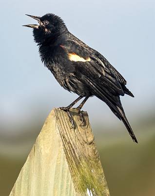 3: Blackbird - Red-winged-1