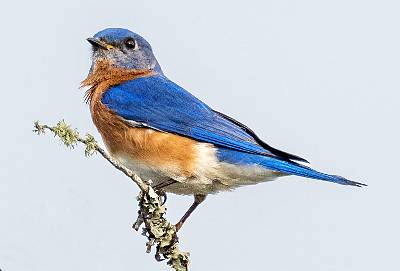 5: Bluebird - Eastern-1