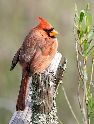 9: Cardinal - Northern-2