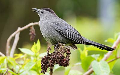 10: Catbird - Gray-1