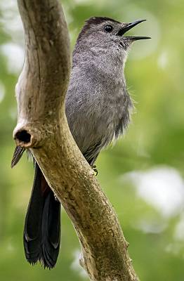 11: Catbird - Gray-2