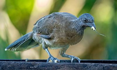 12: Chachalaca - Gray-headed-1