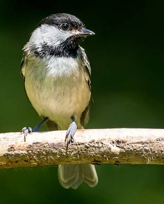 13: Chickadee - Carolina-1