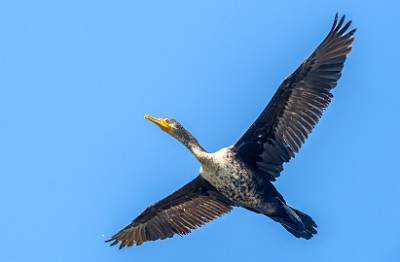 16: Cormorant - Double-creasted-1