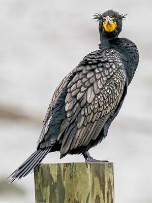 17: Cormorant - Double-crested-2