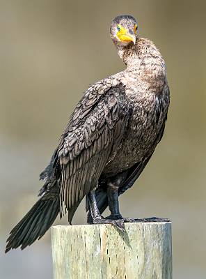 18: Cormorant - Double-crested-3