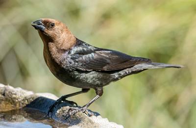 19: Cowbird - Brown-headed-1