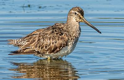 26: Dowitcher - Long-billed-1