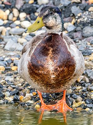 27: Duck - Mallard-1