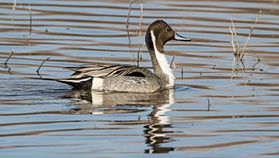 28: Duck - Northern Pintail-1