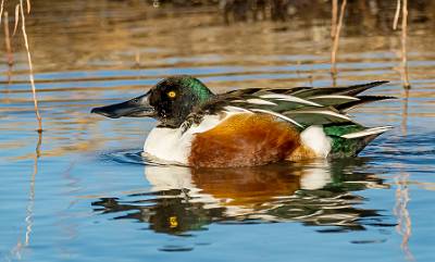 29: Duck - Northern Shoveler-1